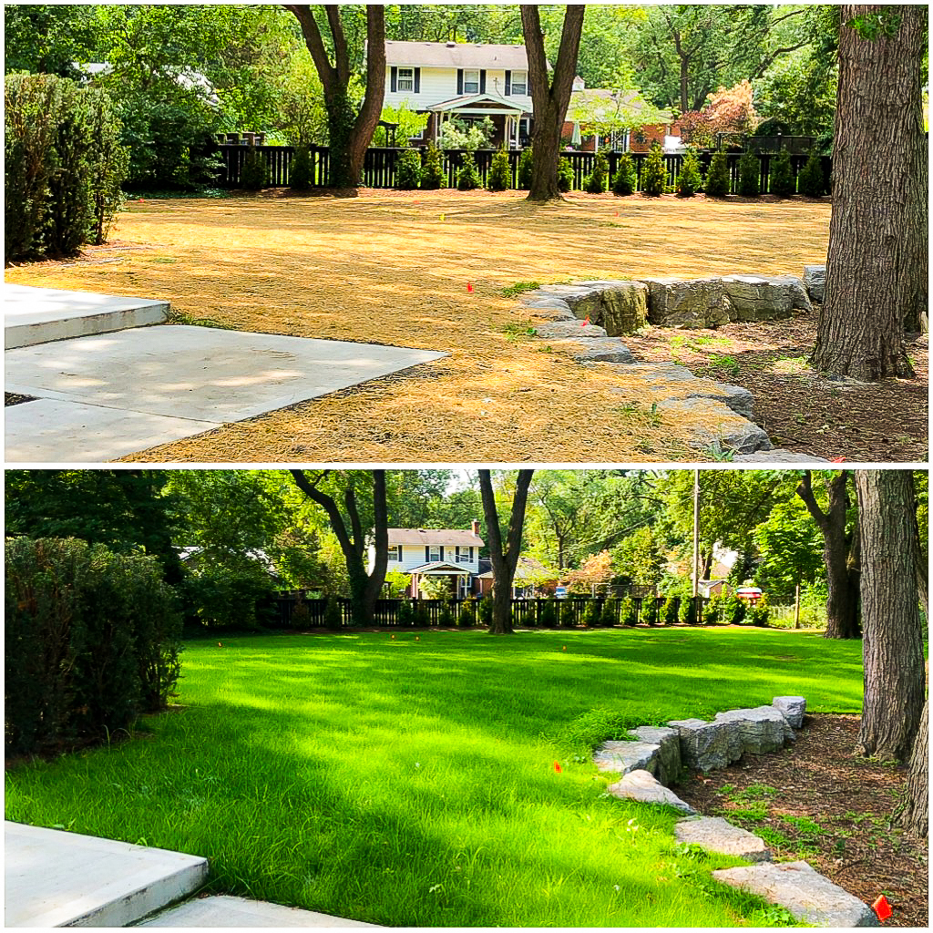 Lawn renovation before and after transformation